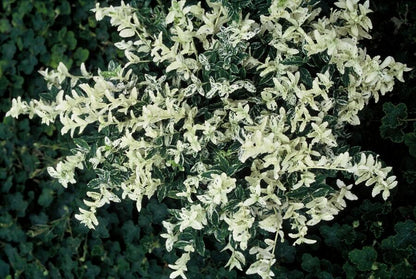 Buitenplant 6x Euonymus fortunei 'Harlequin' - Pot Ø 9cm Hoogte ↕ 10-25cm