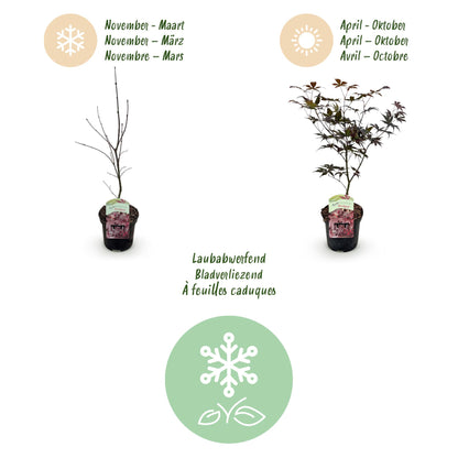 Buitenplant 2x Acer palmatum 'Bloodgood' - Bladverliezend - Pot Ø 19cm Hoogte ↕ 70cm