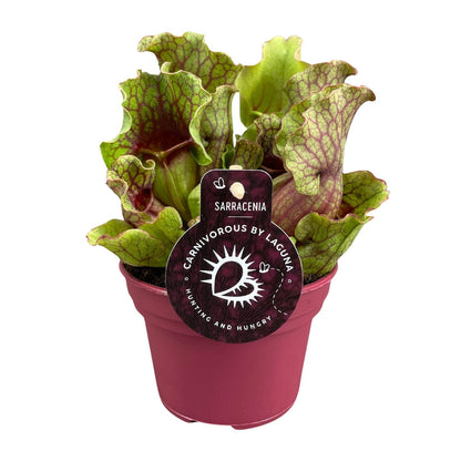 Kamerplant - Sarracenia - Pot Ø 12cm Hoogte ↕ 20cm