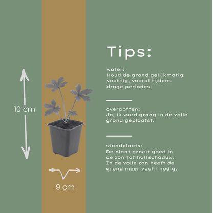 Buitenplant 12x Astrantia major - Bloeiend - Pot Ø 9cm Hoogte ↕ 10-25cm