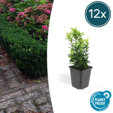 Buitenplant 12x Euonymus jap. Green Spire - Groenblijvend - Pot Ø 9cm Hoogte ↕ 10-25cm