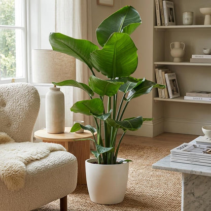 Kamerplant - Strelitzia Nicolai - Incl. witte sierpot - Pot Ø 21cm Hoogte ↕ 80cm