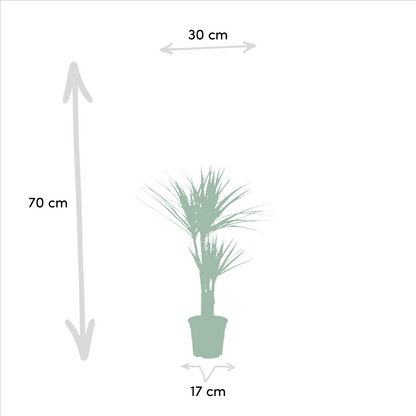 Kamerplant - Dracaena combi - Pot Ø 21cm Hoogte ↕ 120cm