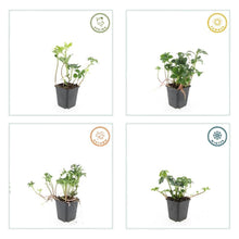 Buitenplant 24x Pachysandra terminalis 'Green Sheen' - Bodembedekker - Pot Ø 9cm Hoogte ↕ 10-25cm