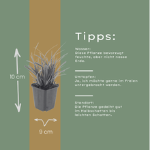 Buitenplant 24x Carex morrowii - Pot Ø 9cm Hoogte ↕ 10-25cm