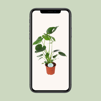 Kamerplant - Monstera Deliciosa - Hoogte ↕ 32-180cm