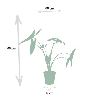 Kamerplant set - Monstera Deliciosa + Alocasia Zebrina + Strelitzia Nicolai + Musa Dwarf Cavendish