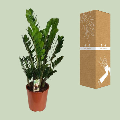 Kamerplant - Zamioculcas Zamiifolia - Luchtzuiverend - Pot Ø 27cm Hoogte ↕ 100cm