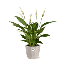 Kamerplant - Spathiphyllum Torelli - Inclusief sierpot - Pot Ø 12cm