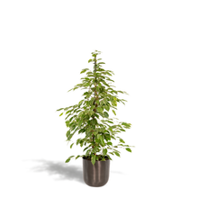 Kamerplant - Ficus benjamina Goldenking - Inclusief sierpot - Pot Ø 21cm Hoogte ↕ 95cm