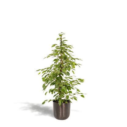 Kamerplant - Ficus benjamina Goldenking - Inclusief sierpot - Pot Ø 21cm Hoogte ↕ 95cm