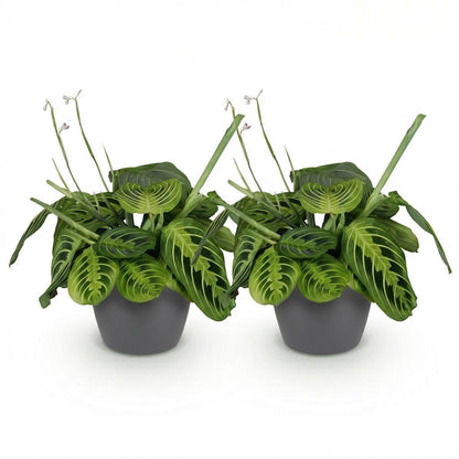 Kamerplant 2x Maranta Fascinator Lemon Lime - Gebedsplant - Pot Ø 12cm Hoogte ↕ 25cm