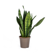 Kamerplant - Sansevieria Trifasciata Zeylanica Compacta - Pot Ø 17cm Hoogte ↕ 55-65cm