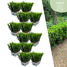 Buitenplant 72x Euonymus 'Green Spire' - Pot Ø 7cm Hoogte ↕ 15cm