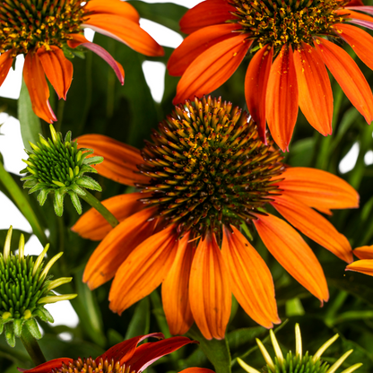 Buitenplant - Echinacea Purpurea Orange - Bloeiend - Pot Ø 19cm Hoogte ↕ 60-70cm