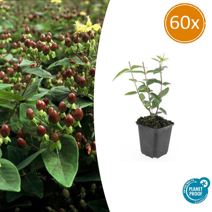 Buitenplant 60x Hypericum inodorum 'Rheingold' - Bloeiend - Pot Ø 9cm Hoogte ↕ 10-25cm