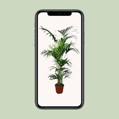 XL Kamerplant - Howea - Pot Ø 24cm Hoogte ↕ 180cm