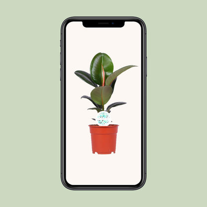 Kamerplant - Ficus Elastica Robusta - Pot Ø 17cm Hoogte ↕ 55cm