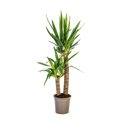 Kamerplant - Yucca Elephantipes - Pot Ø 19cm Hoogte ↕ 70-90cm