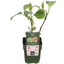 Buitenplant 3x Actinidia deliciosa 'Jenny' - Pot Ø 13cm Hoogte ↕ 45cm