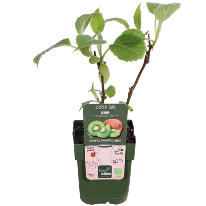 Buitenplant 3x Actinidia deliciosa 'Jenny' - Pot Ø 13cm Hoogte ↕ 45cm