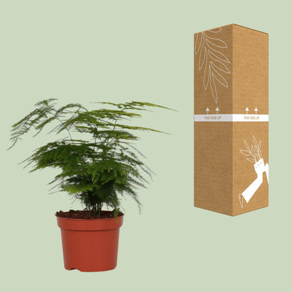Kamerplant - Asparagus Setaceus - Pot Ø 12cm Hoogte ↕ 35cm