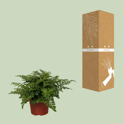 Kamerplant - Asplenium Parvati - Pot Ø 12cm Hoogte ↕ 25cm