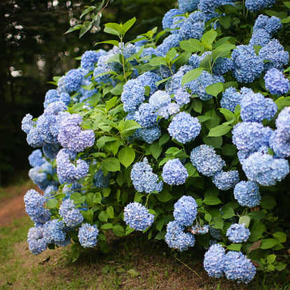 Buitenplant - Hydrangea macrophylla Blue - Bloem Blauw - Pot Ø 17cm Hoogte ↕ 30cm