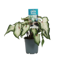 Kamerplant - Caladium Wit - Pot Ø 12cm Hoogte ↕ 25cm