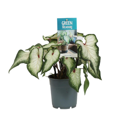 Kamerplant - Caladium Wit - Pot Ø 12cm Hoogte ↕ 25cm