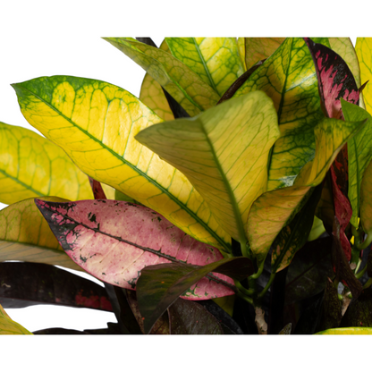 Kamerplant - Codiaeum 'Croton' Iceton - Pot Ø 17cm Hoogte ↕ 40-60cm