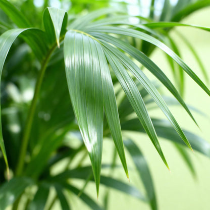 Green boutiQ - Kamerplant - Howea Forsteriana - Kentia Palm - Weinig Onderhoud - Groen - 1 plant - Pot 17cm - Hoogte 70-75cm