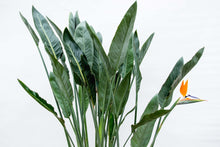 XL Kamerplant - Strelitzia Reginae - Pot Ø 30cm Hoogte ↕ 150cm