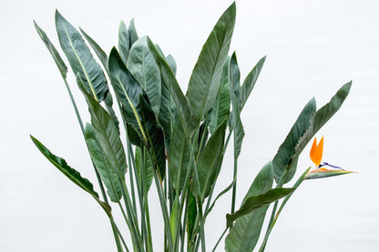 XL Kamerplant - Strelitzia Reginae - Pot Ø 30cm Hoogte ↕ 150cm