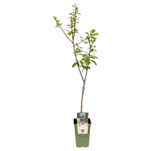 Buitenplant - Prunus Domestica 'Opal' - Pruim - Pot Ø 19cm Hoogte ↕ 60cm