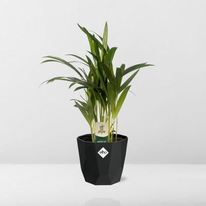 Kamerplant - Dypsis Lutescens (Areca) - Pot Ø 14cm
