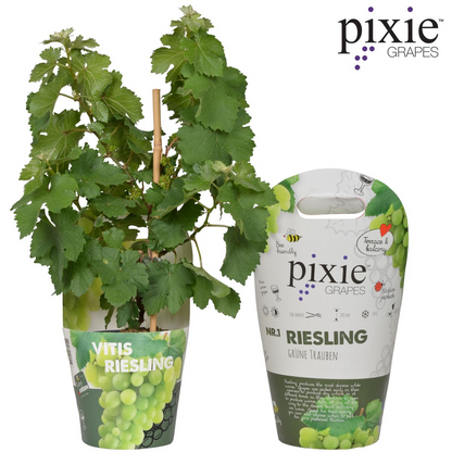 Buitenplant - Vitis Pixie Riesling - Witte wijndruif - Pot Ø 14cm Hoogte ↕ 30cm