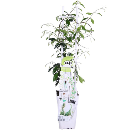 Buitenplant - Trachelospermum 'Star of Venice' - Toscaanse Jasmijn - Pot Ø 15cm Hoogte ↕ 65cm