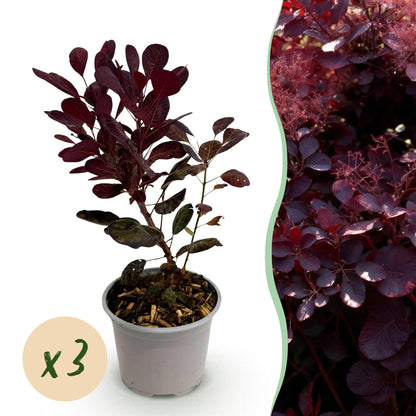 Buitenplant 3x Cotinus coggygria Lilla - Pot Ø 12cm Hoogte ↕ 35cm