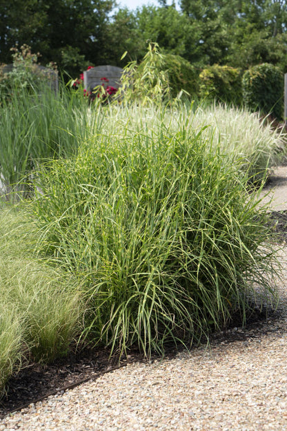 Buitenplant - Miscanthus sinensis Strictus - Pot Ø 23cm Hoogte ↕ 60cm