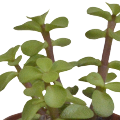 Kamerplant 5x Vetplanten mix - in witte pot - Pot Ø 5.5cm