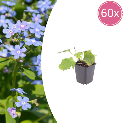 Buitenplant 60x Brunnera macrophylla - Bloeiend - Pot Ø 9cm Hoogte ↕ 10-25cm