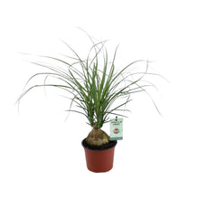 Kamerplant - Beaucarnea Nolina Recurvata - Pot Ø 12cm Hoogte ↕ 45cm