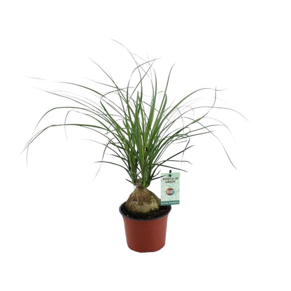Kamerplant - Beaucarnea Nolina Recurvata - Pot Ø 12cm Hoogte ↕ 45cm