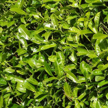Buitenplant 20x Laurierkers Rotundifolia - Haagsortiment - Pot 15L Hoogte ↕ 125-150cm