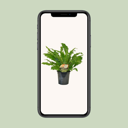 Kamerplant - Asplenium Campio - Pot Ø 17cm Hoogte ↕ 50cm