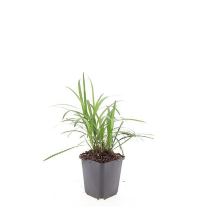 Buitenplant 48x Liriope muscari 'Monroe White' - Bloeiend - Pot Ø 9cm Hoogte ↕ 10-25cm