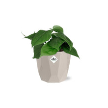 Kamerplant - Philodendron Scandens - Pot Ø 14cm