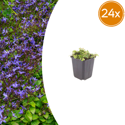 Buitenplant 24x Campanula poscharskyana - Bloeiend - Pot Ø 9cm Hoogte ↕ 10-25cm