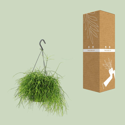 Kamerplant - Rhipsalis Oasis - Pot Ø 17cm Hoogte ↕ 25cm